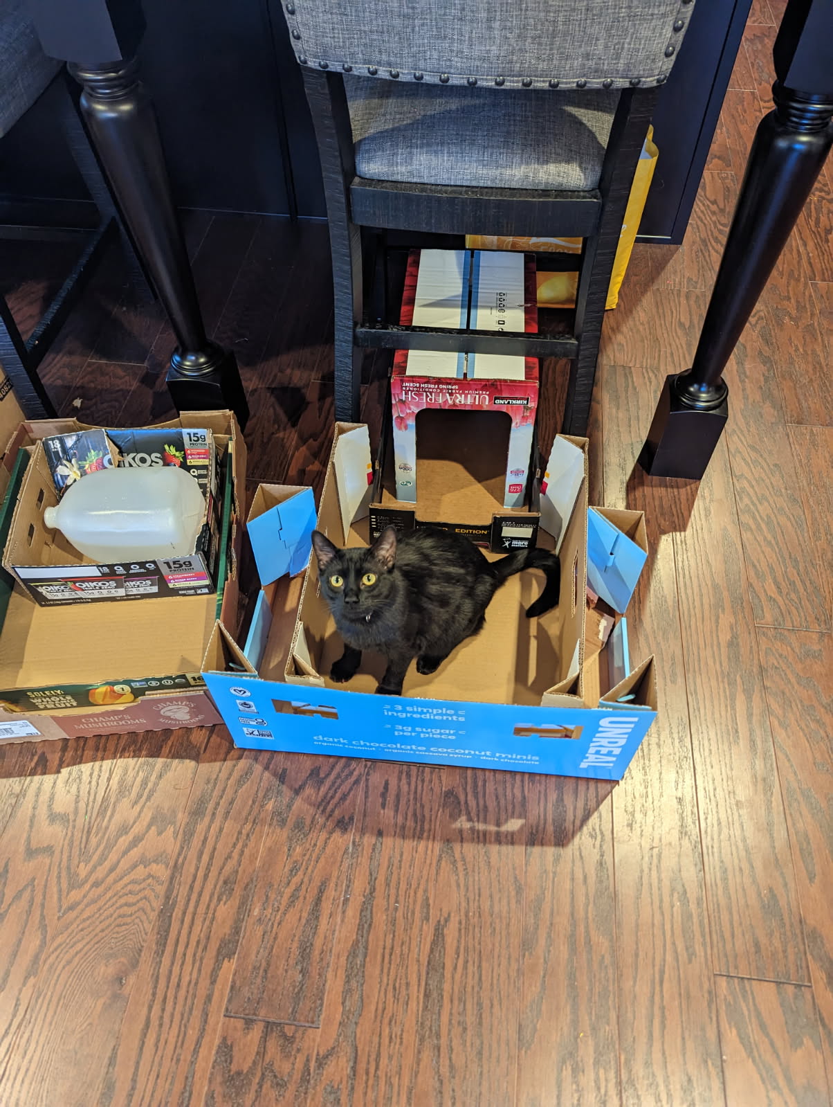 Shadow, box condo, cat condo